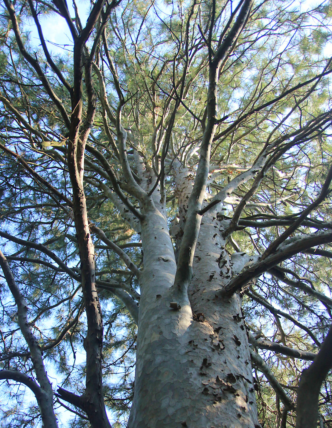 Image of Pinus gerardiana specimen.