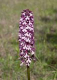 Orchis purpurea подвид caucasica. Верхушка побега с соцветием. Краснодарский край, Крымский р-н, окр. станицы Неберджаевская, ур. Темрючки, опушка дубово-грабинникового леса. 05.05.2023.