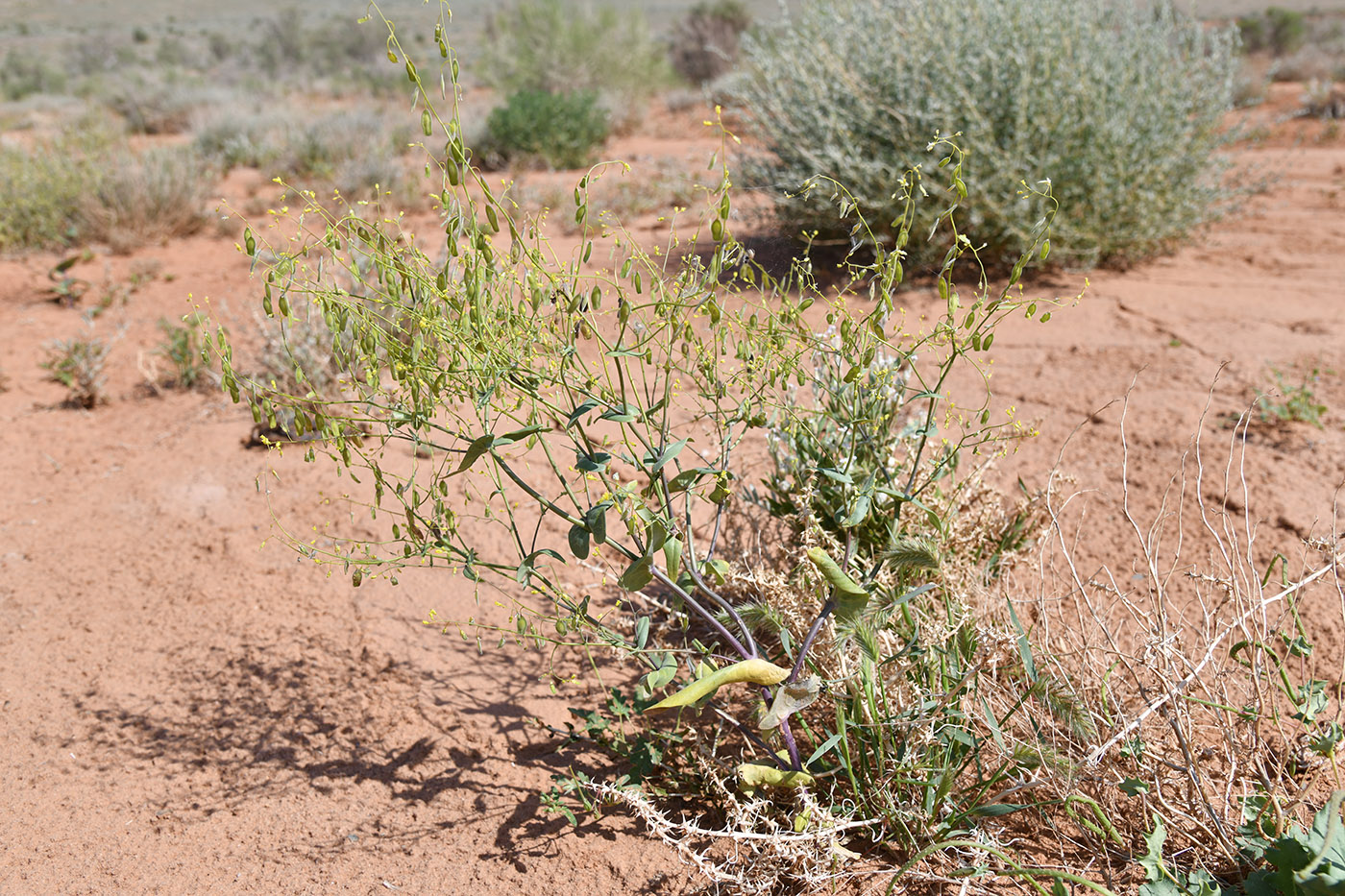 Image of Isatis emarginata specimen.