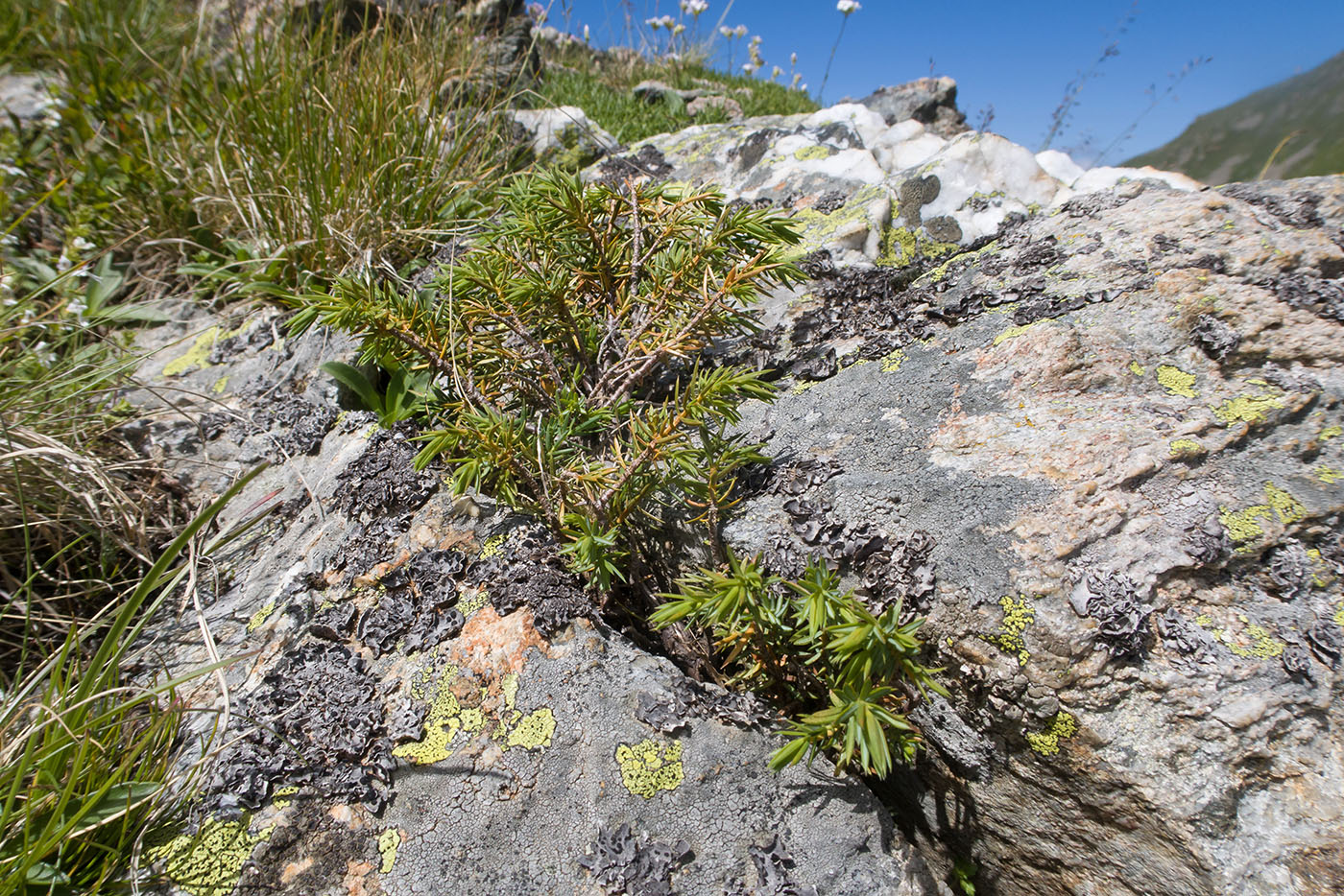 Изображение особи Juniperus hemisphaerica.