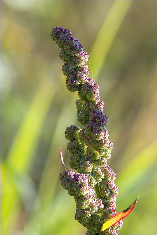 Изображение особи род Chenopodium.