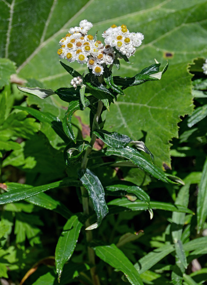 Изображение особи Anaphalis margaritacea.