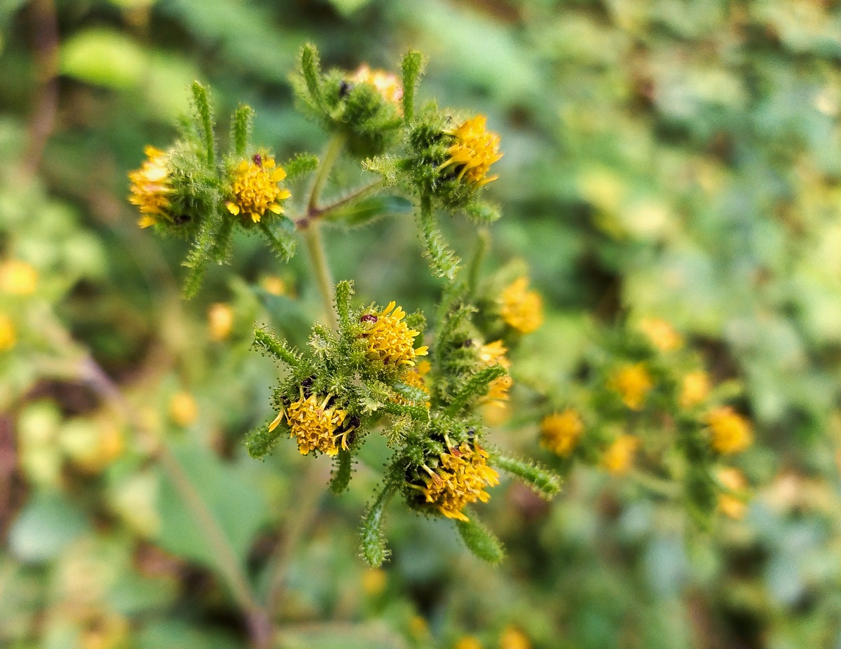 Image of Sigesbeckia orientalis specimen.