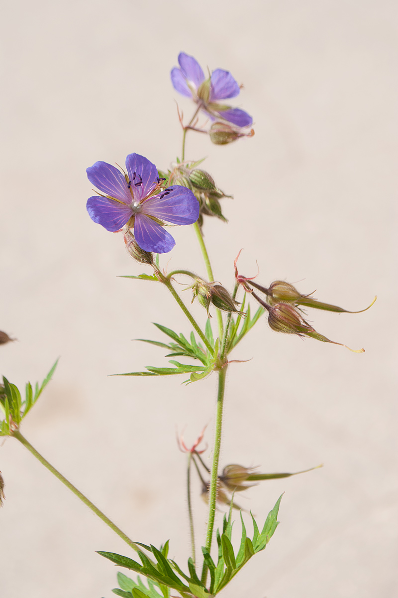 Изображение особи Geranium pratense ssp. sergievskajae.