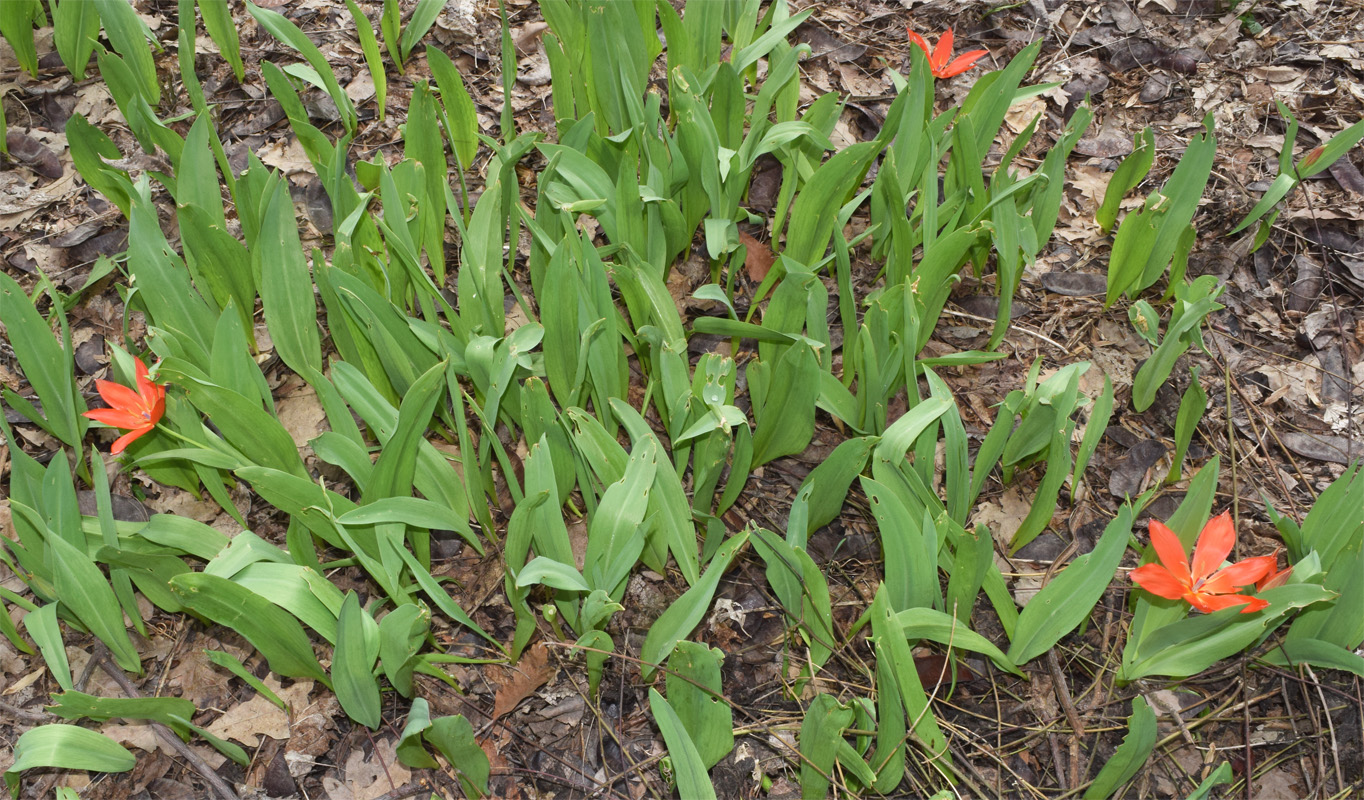 Image of Tulipa praestans specimen.