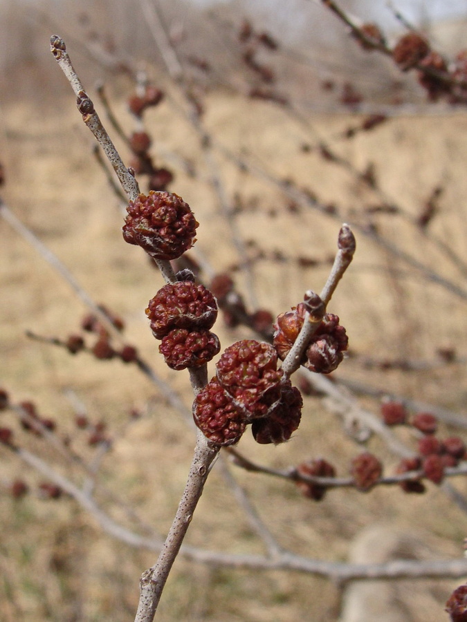 Image of Ulmus pumila specimen.