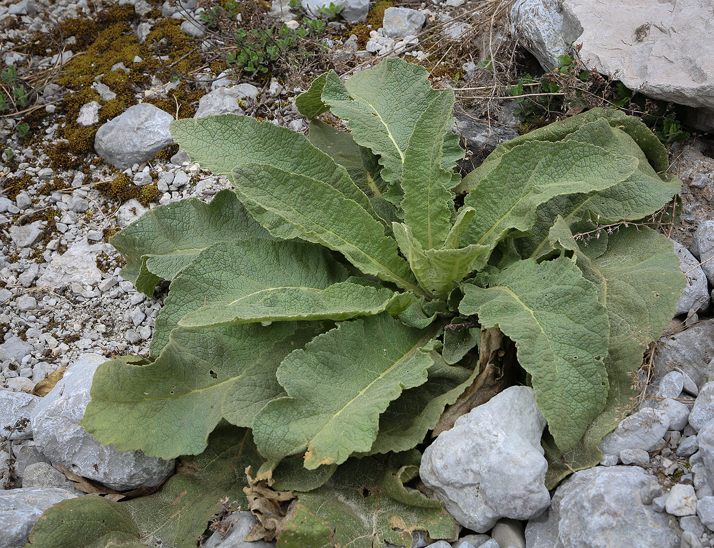 Изображение особи род Verbascum.