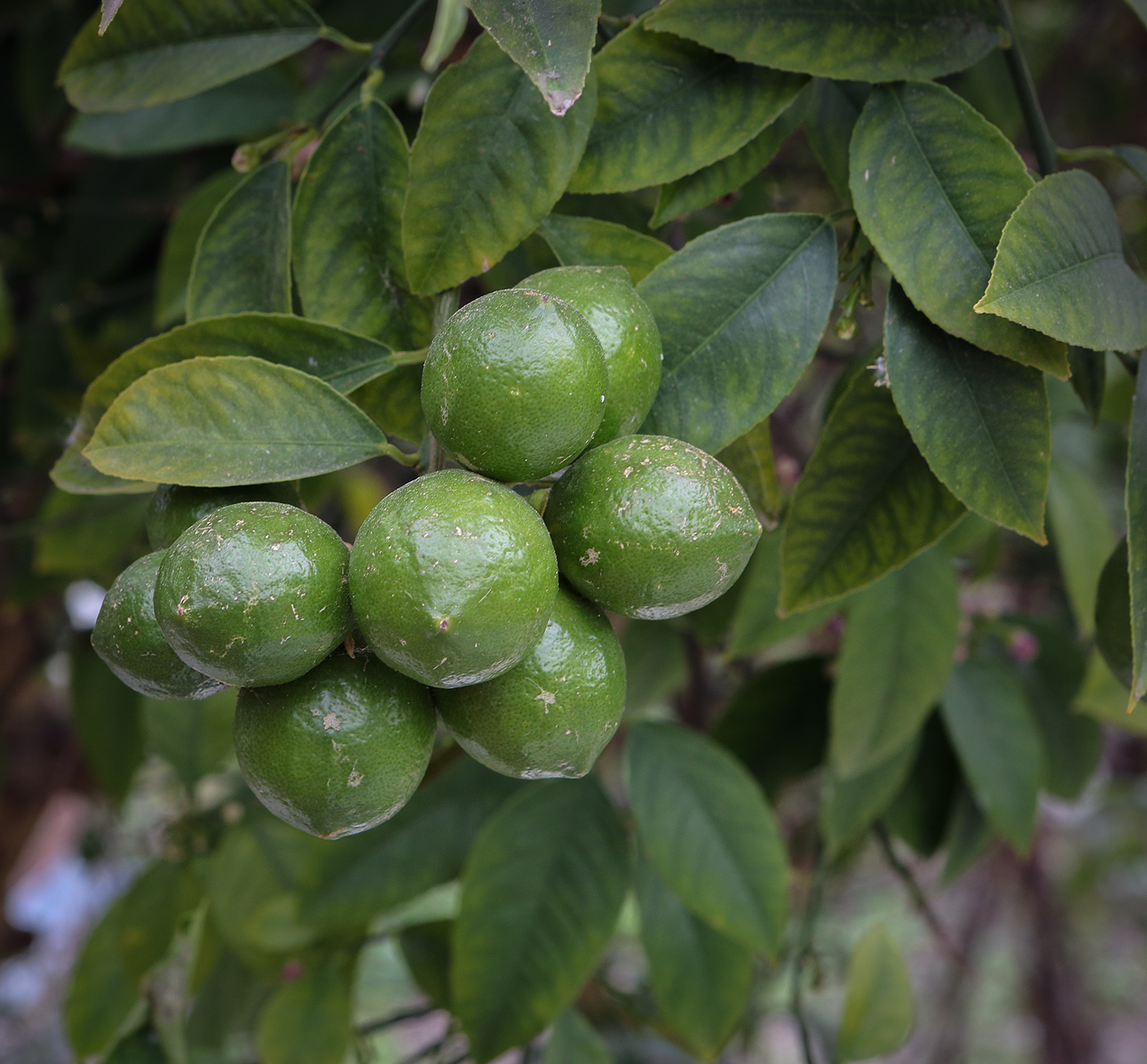 Image of Citrus limon specimen.