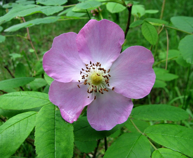 Изображение особи Rosa cinnamomea.