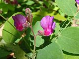 Lathyrus humilis