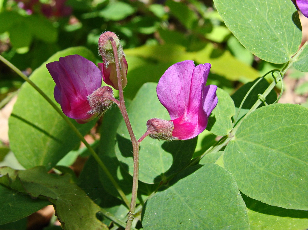 Image of Lathyrus humilis specimen.