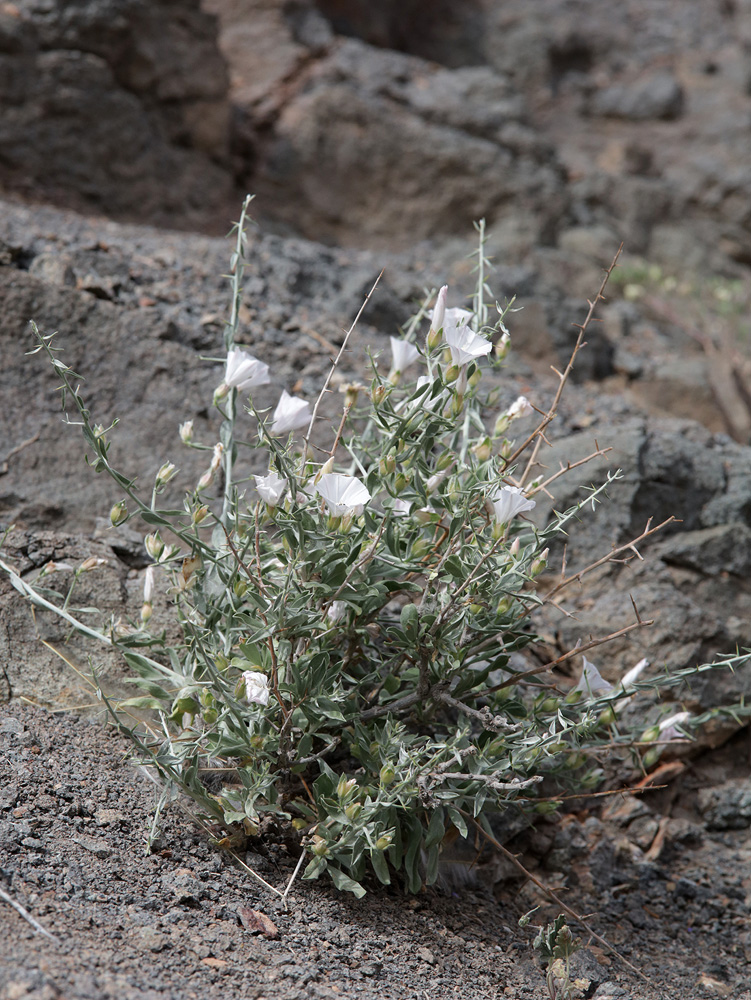 Изображение особи Convolvulus fruticosus.