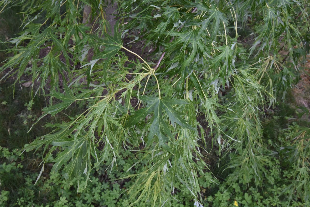 Image of Acer saccharinum specimen.