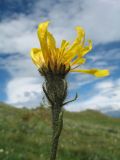 Crepis chrysantha. Соцветие. Восточный Казахстан, Южный Алтай, хр. Сарымсакты, пер. Бурхат, ≈ 2200 м н.у.м., горная тундра. 4 июля 2024 г.