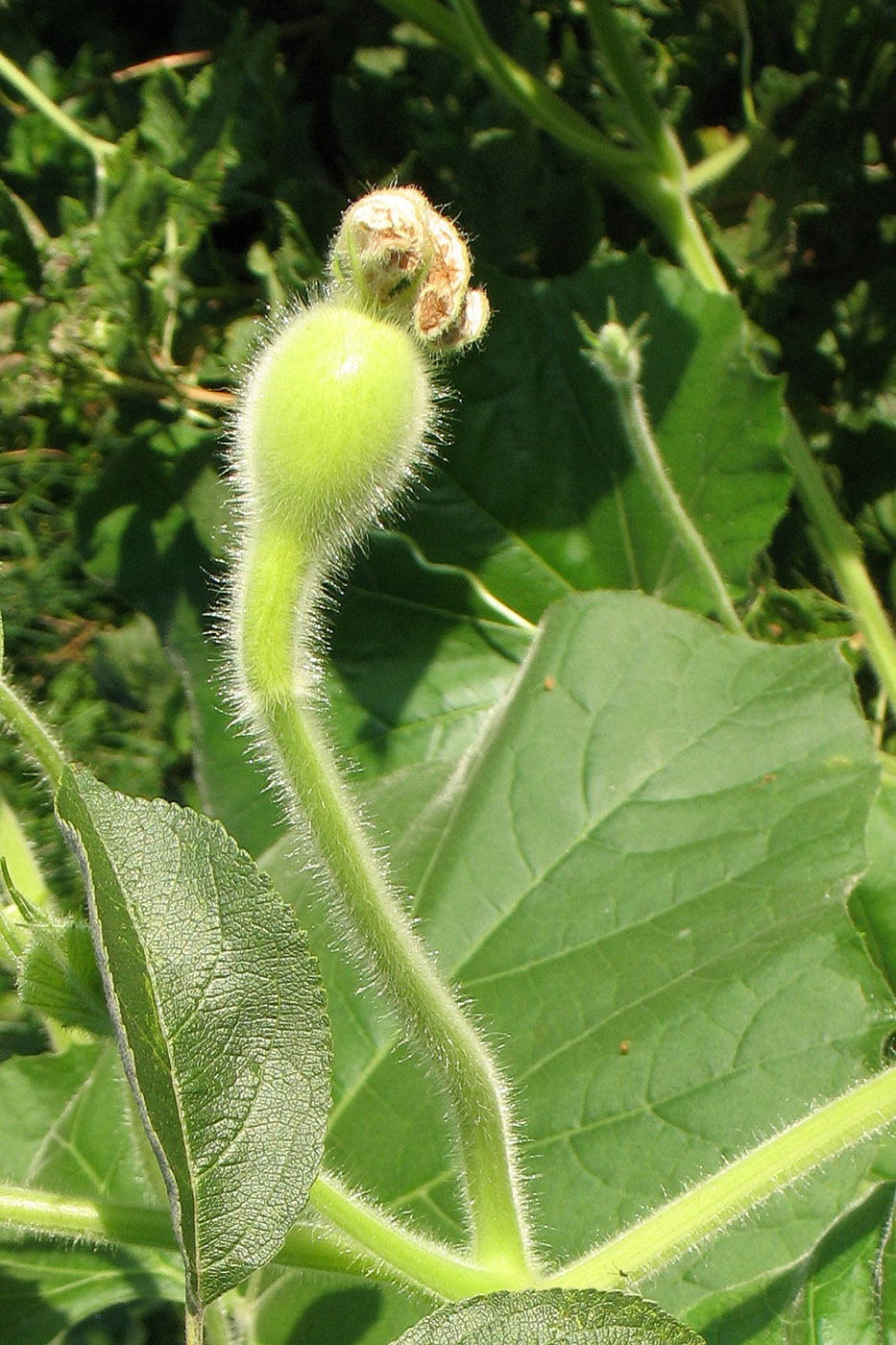 Image of Lagenaria siceraria specimen.