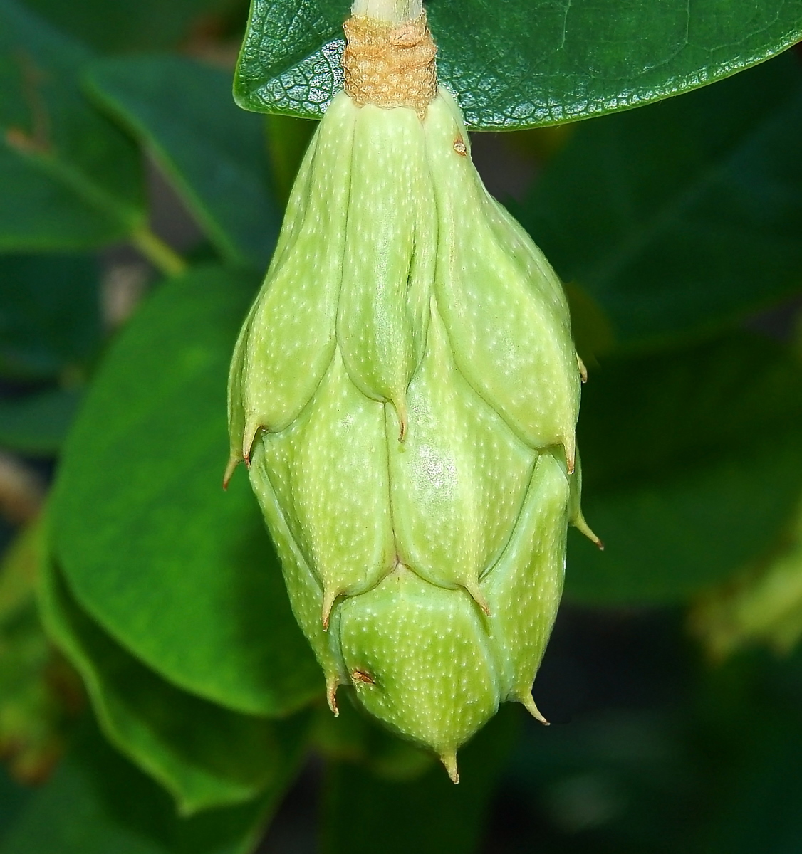 Image of Magnolia &times; soulangeana specimen.