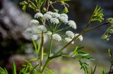 Cicuta virosa