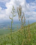 Rumex tuberosus. Верхушки цветущих растений. Карачаево-Черкесия, Зеленчукский р-н, гора Джисса, ≈ 1600 м н.у.м., субальпийский луг. 14.06.2024.