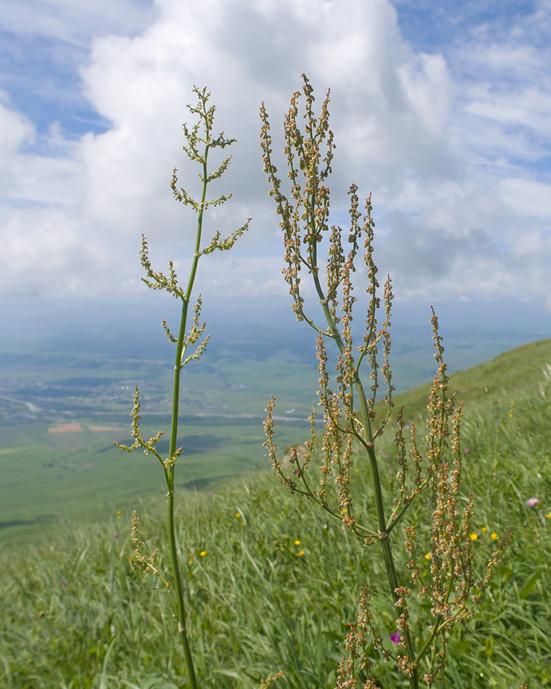 Image of Rumex tuberosus specimen.