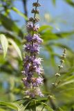 Vitex agnus-castus. Соцветие. Турция, г. Анталья, Dokuma Park, в культуре. 01.06.2024.