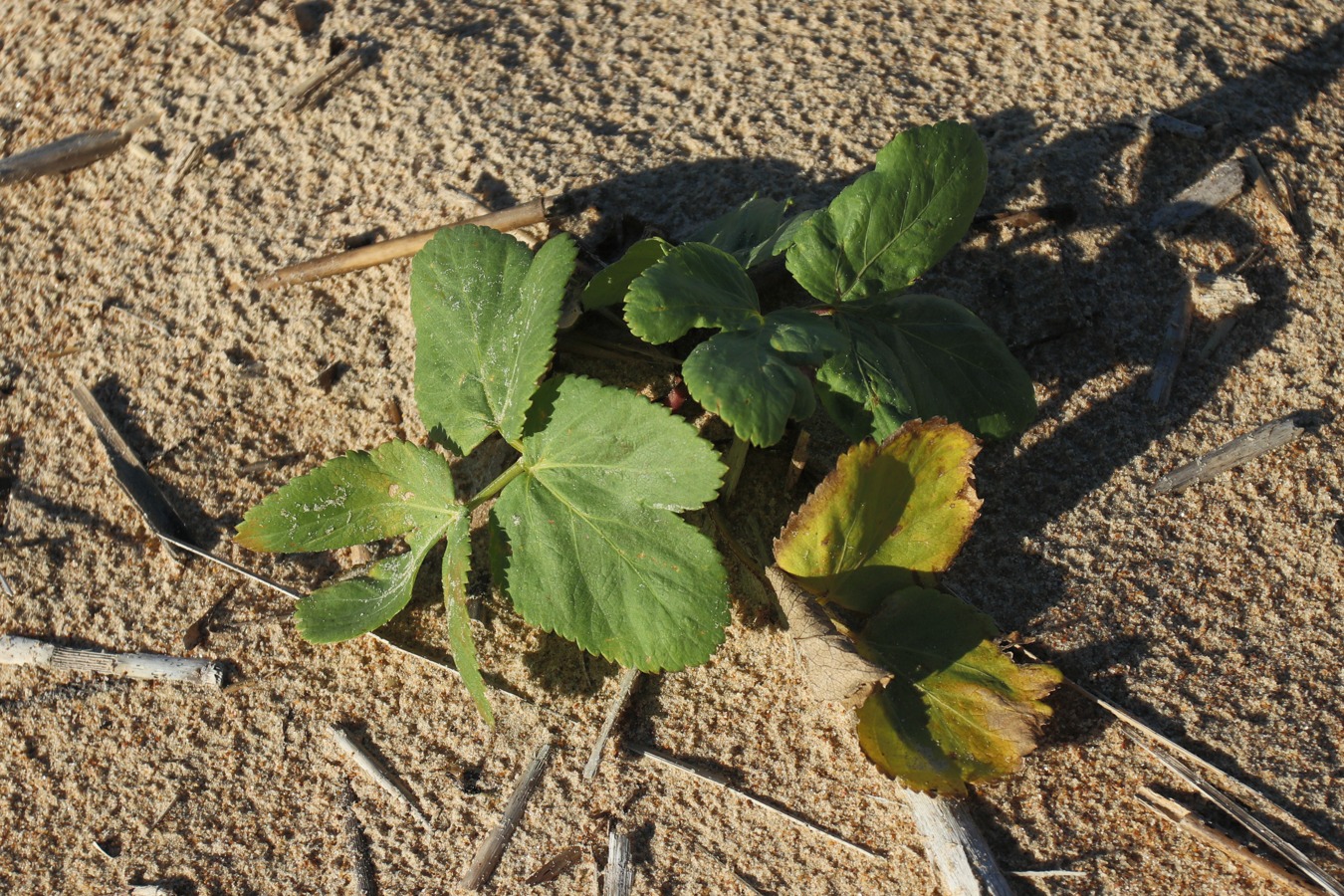 Image of Archangelica litoralis specimen.