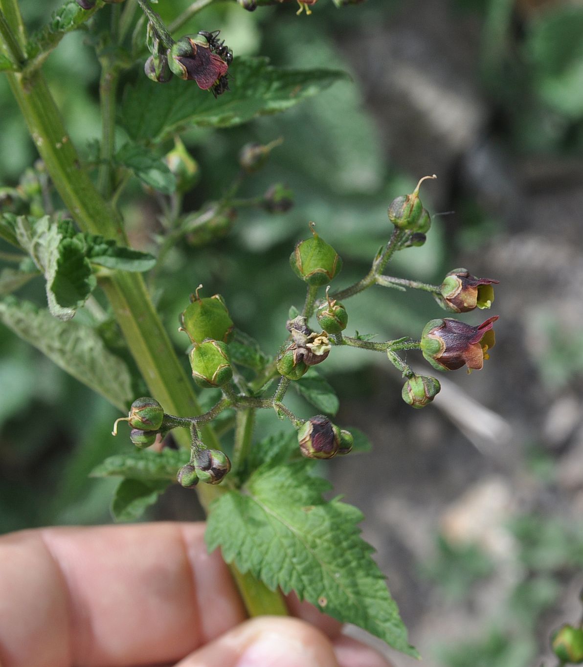 Image of Scrophularia nodosa specimen.