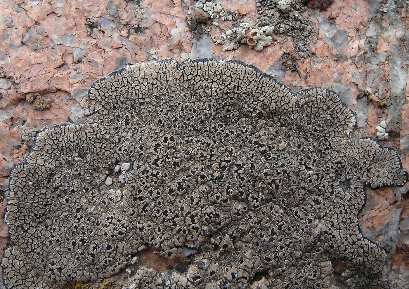 Image of Sporastatia testudinea specimen.