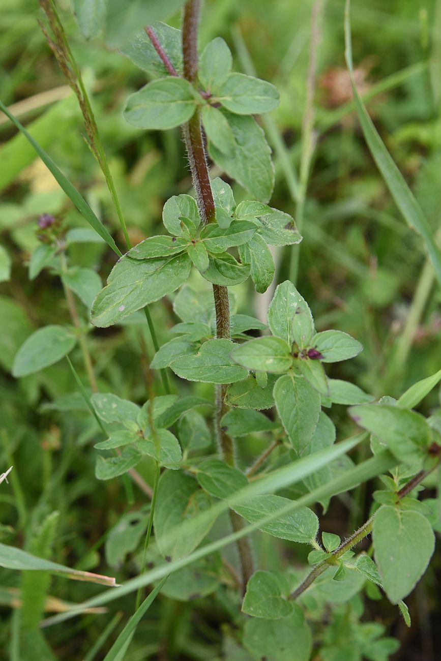 Image of Origanum vulgare specimen.