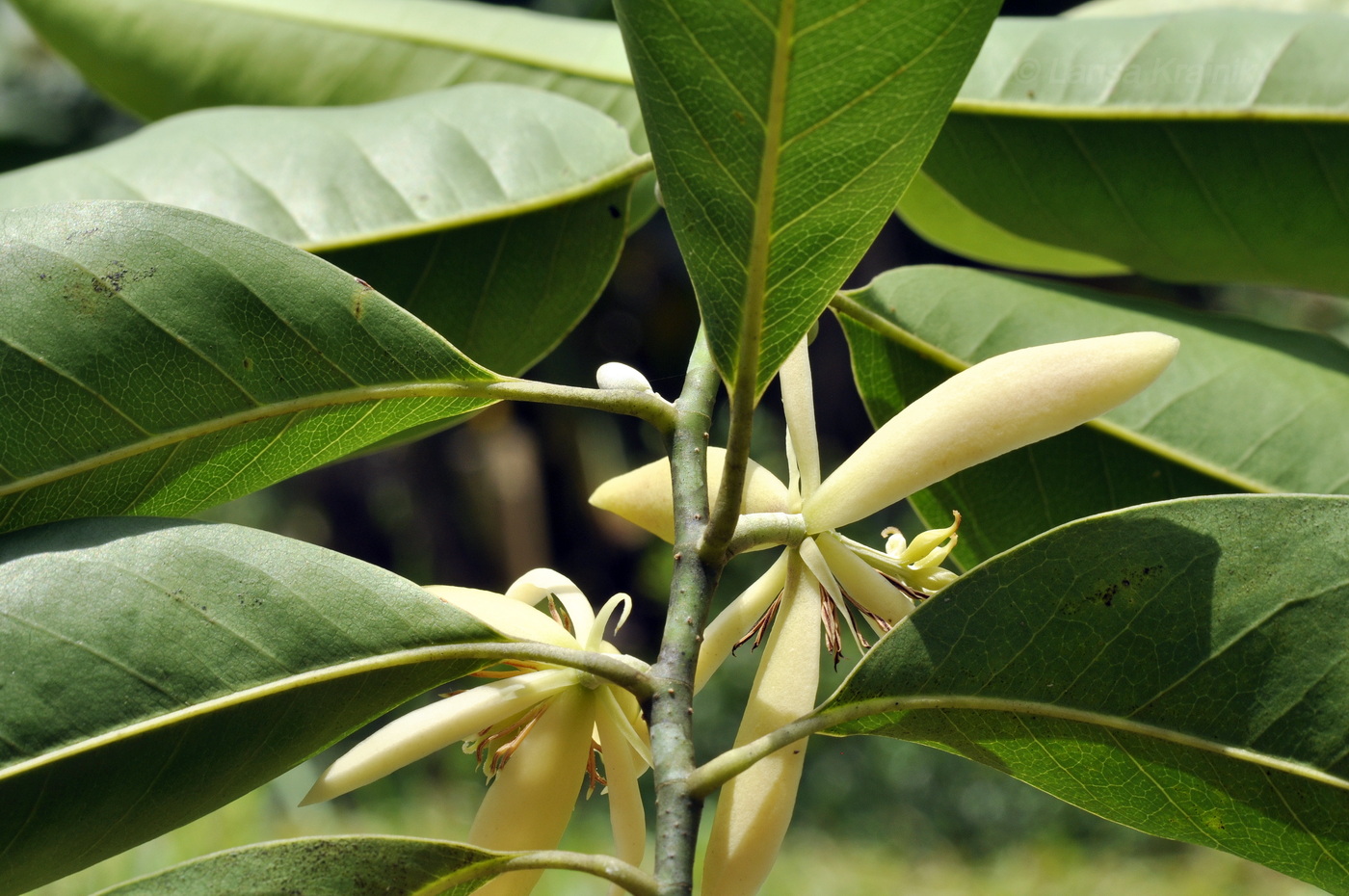 Image of Michelia champaca specimen.