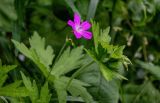 Geranium palustre