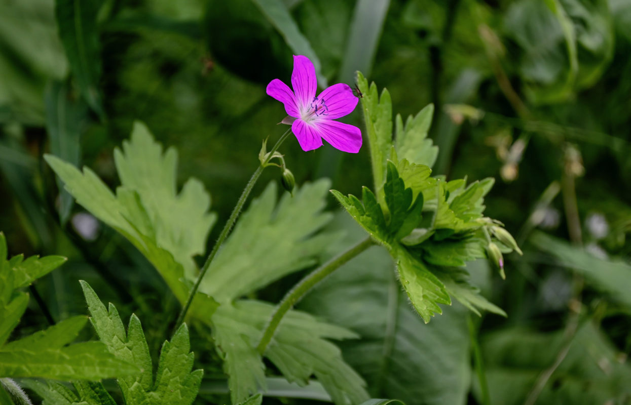 Image of Geranium palustre specimen.