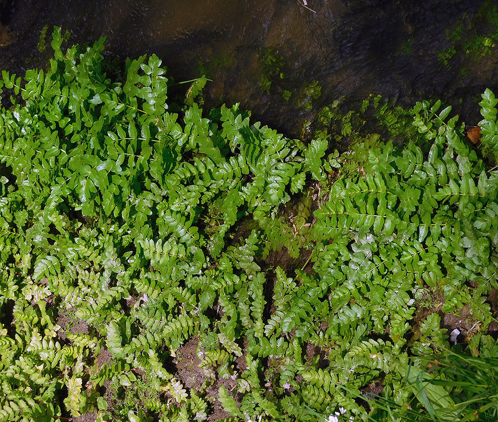 Image of Berula erecta specimen.