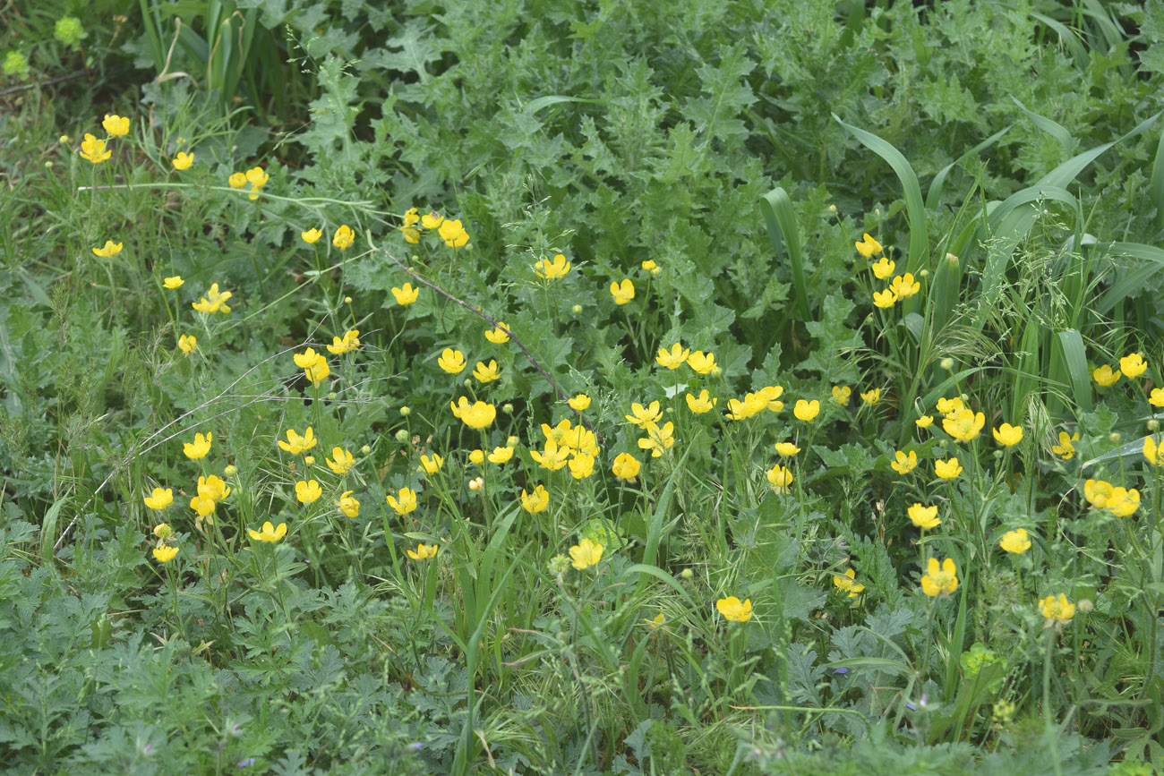 Изображение особи Ranunculus sewerzowii.