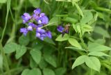 Galega orientalis. Соцветие и верхушка листа. Чечня, Шаройский р-н, верхняя часть с. Хакмадой, выс. ок. 1700 м н.у.м., луг. 2 июля 2024 г.