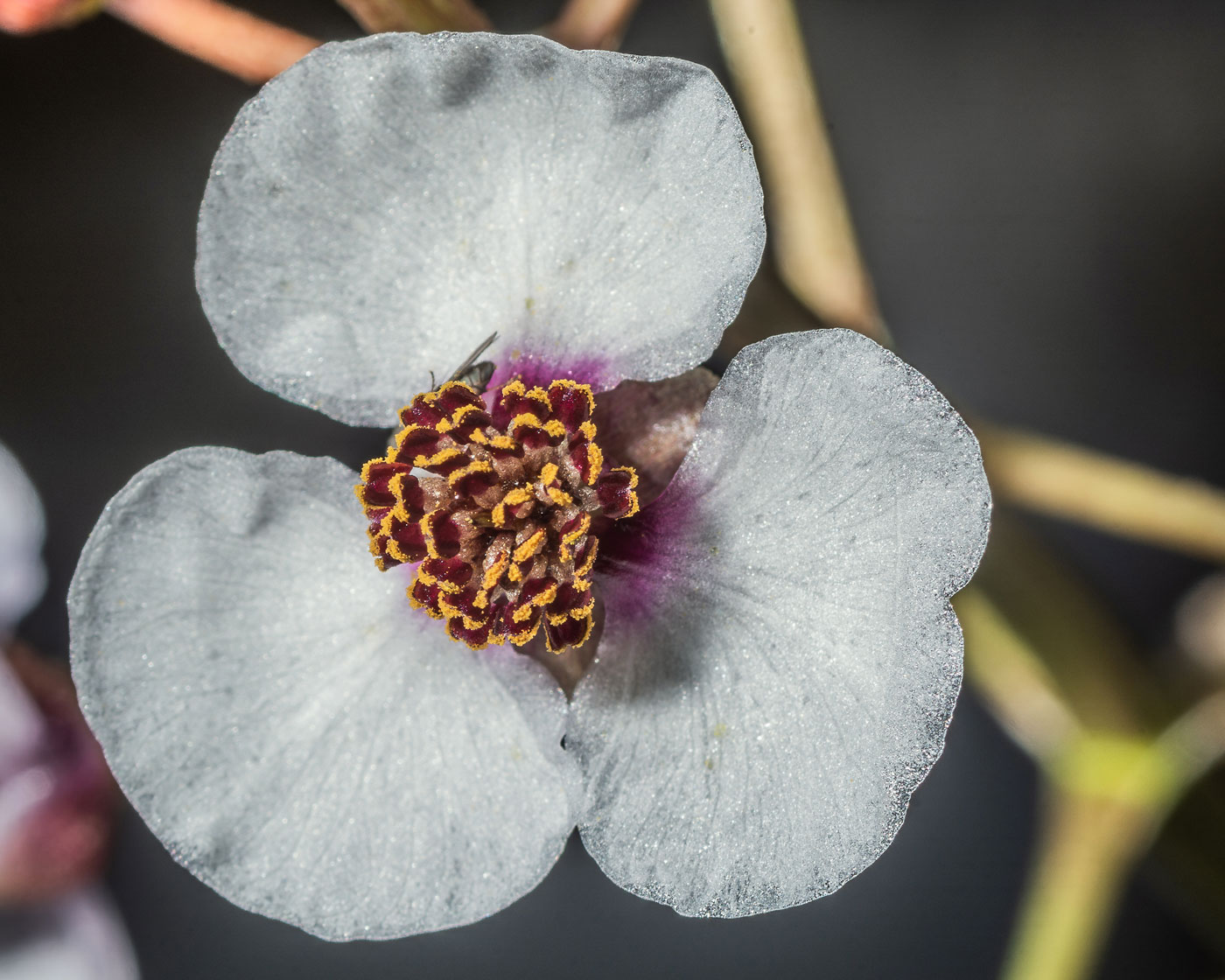 Image of Sagittaria sagittifolia specimen.