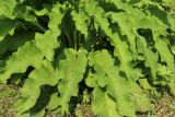 Symphytum officinale