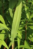 Solidago canadensis. Стеблевой лист (вид на абаксиальную поверхность). Беларусь, Витебская обл., окр. пос. Езерище, суходольный луг. 27.08.2024.