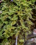 View full-size image Ptilium crista-castrensis