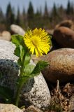 Doronicum altaicum. Цветущее растениe. Южное побережье оз. Байкал, окр. пос. Танхой, Байкальский заповедник. 14.05.2008.