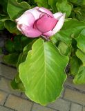 View full-size image Magnolia × soulangeana