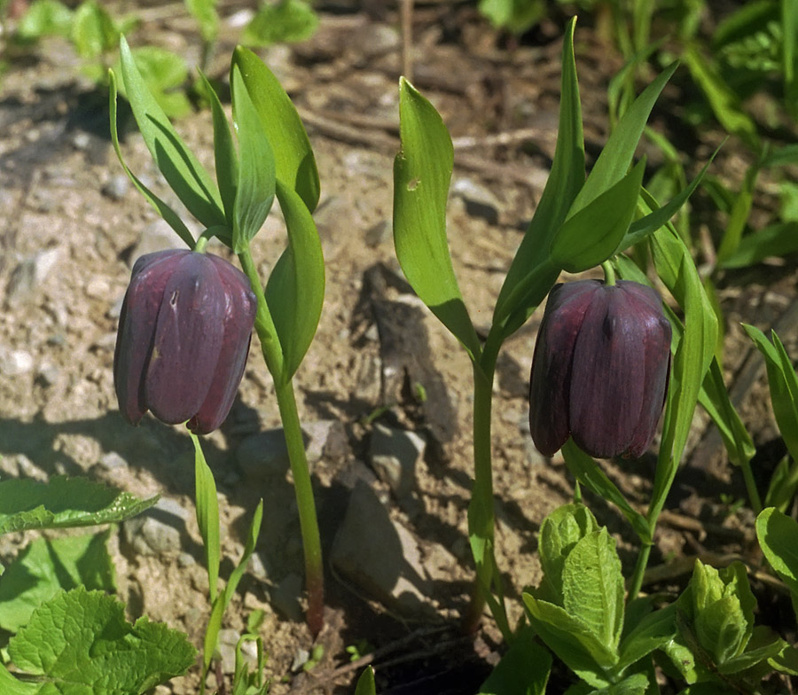 Image of Fritillaria latifolia specimen.