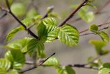 View full-size image Betula dauurica