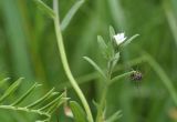 View full-size image Buglossoides arvensis