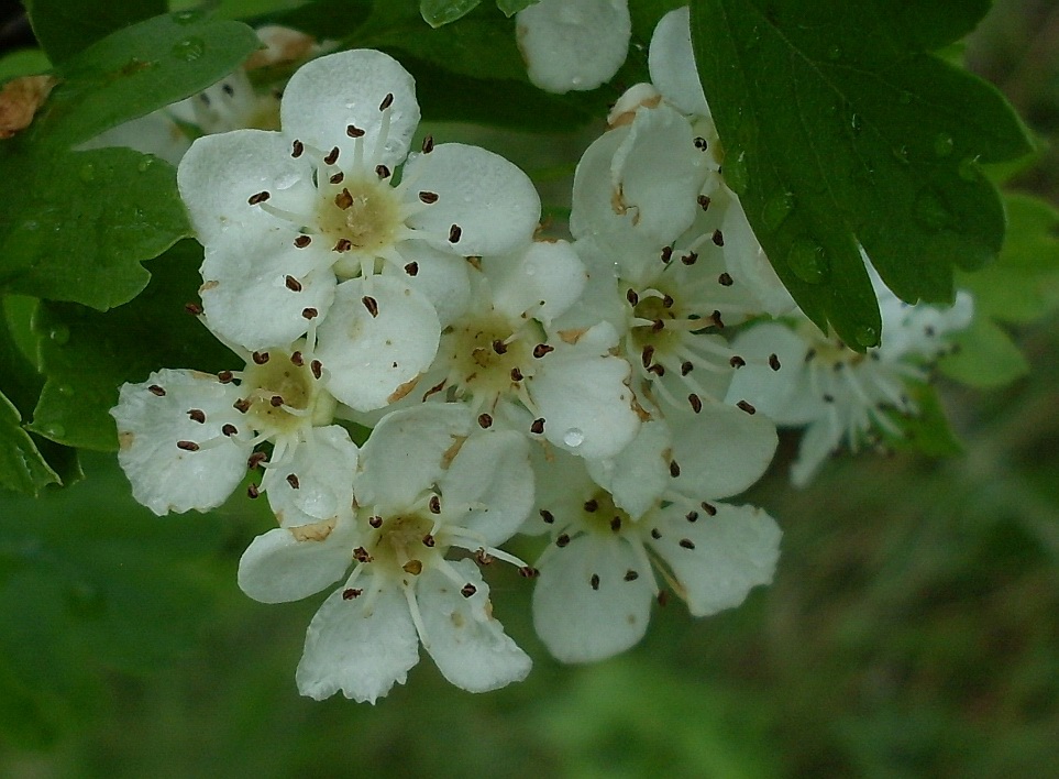 Image of Crataegus monogyna specimen.