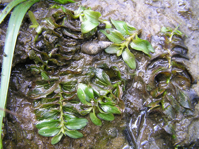 Изображение особи Potamogeton perfoliatus.