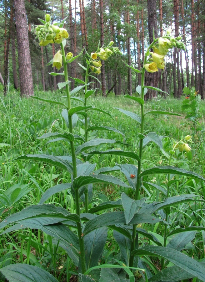 Изображение особи Digitalis grandiflora.