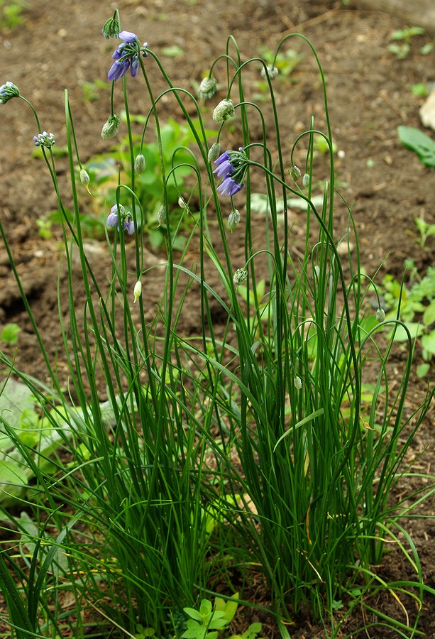 Image of Allium sikkimense specimen.