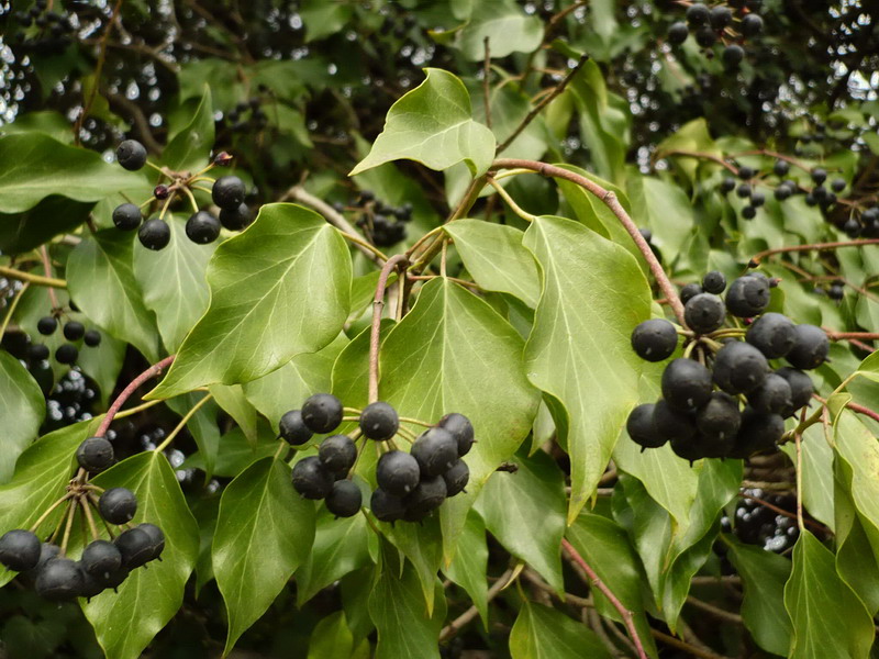 Изображение особи Hedera helix.