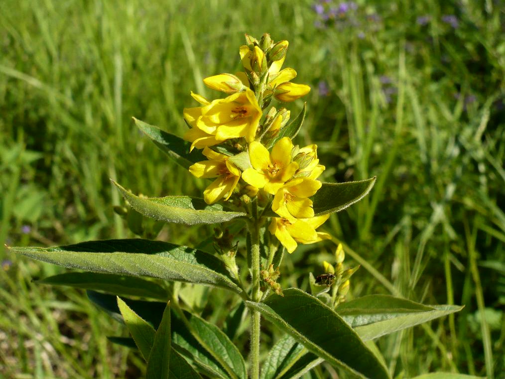 Изображение особи Lysimachia vulgaris.