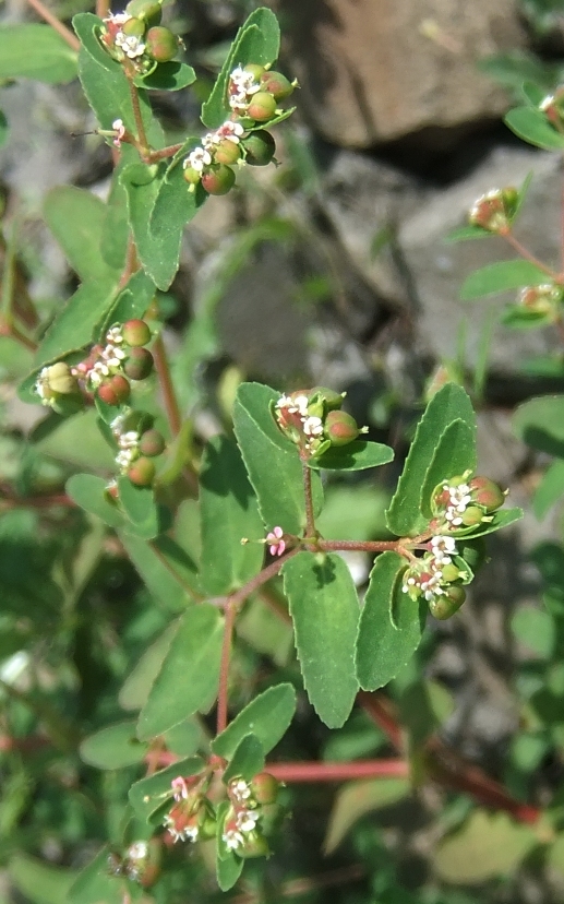 Image of Euphorbia nutans specimen.